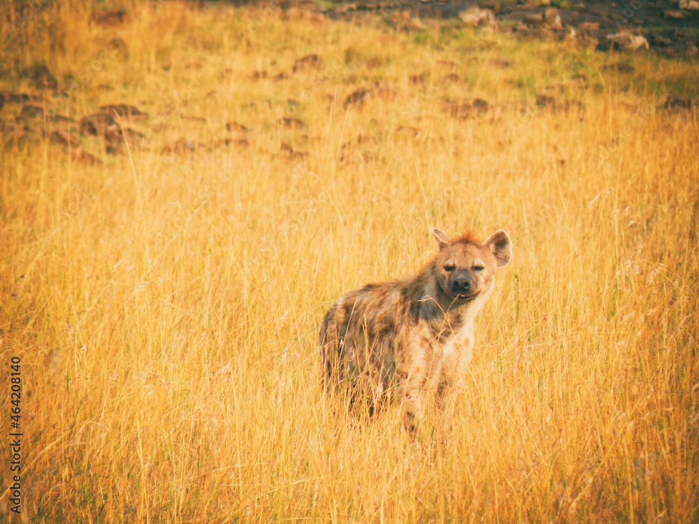 Obraz premium Vintage photography style of Hyena , wild life in Maasai Mara National park, Kenya, selected focus.