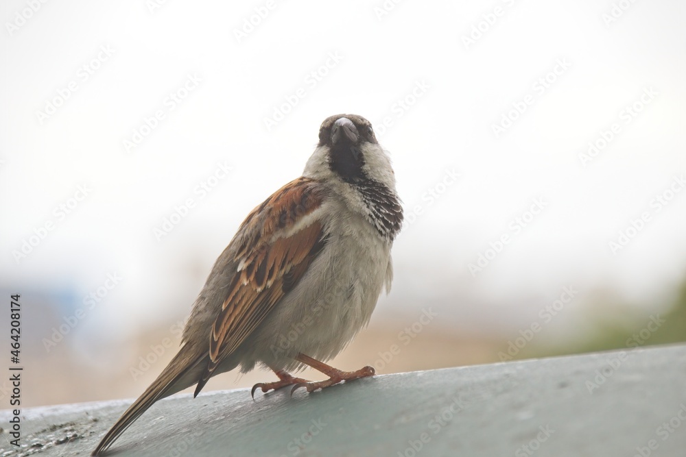 sparrow on the roof sparrow on the roof