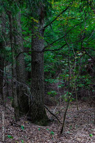 trunk of an old tree in a dark forest © Oleg Opryshko