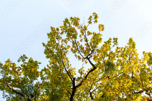 Yellow autumn tree with lush branches agains blue sky.