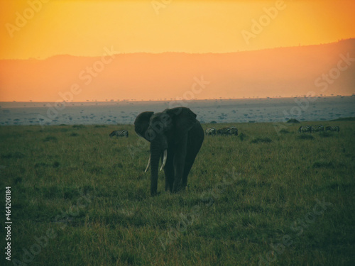 Vintage photography style of African Elephant, wild life in Maasai Mara National park, Kenya, selected focus.