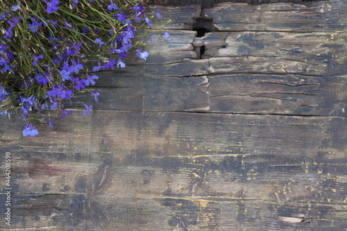 Foto flowers in the garden