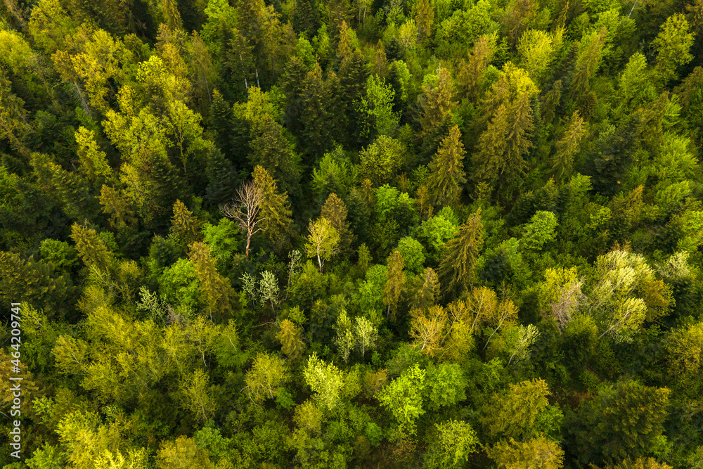 Aerial view of dark mixed pine and lush forest with green trees canopies. Aerial view of dark mixed pine and lush forest with green trees canopies.
