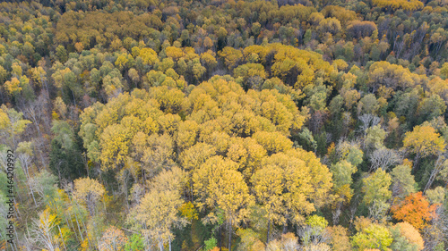 Aerial view to the vibrant autumn colored wilderness woodland with the clouded blue sky and radial sun rays