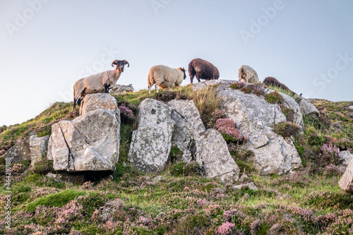 Sheep at the viewpoint between Marmeelan and Crohy Head, Dungloe - County Donegal - Ireland. photo