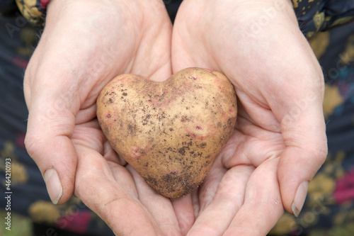 Close up image of the woman hands, holding the freshly harvested home grown heart-shaped organic potato