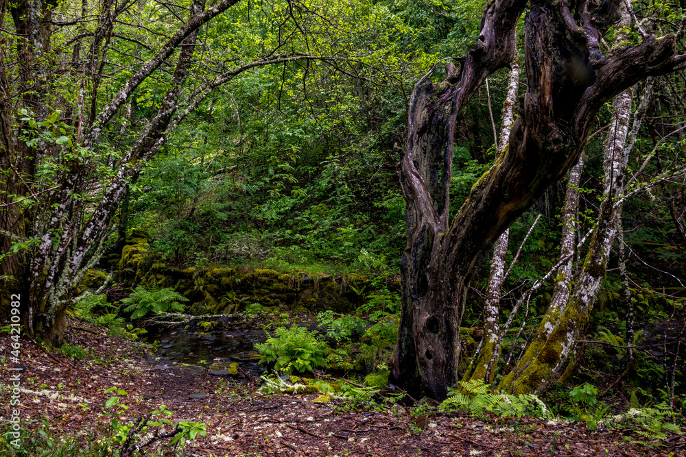 Old dead tree remains standing among a humid and lush forest in O Courel, Galicia Old dead tree remains standing among a humid and lush forest in O Courel, Galicia
