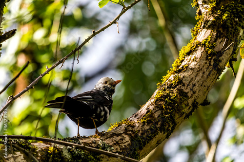 a rare black and white blackbird with leucism is quietly perched on a tree branch photo