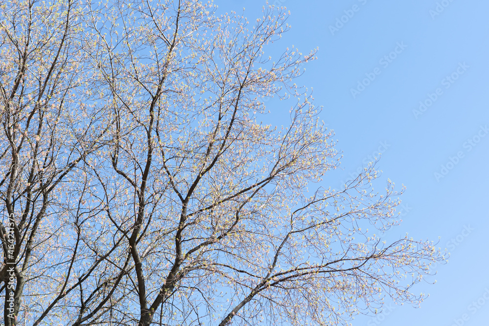 tree branches against the blue sky tree branches against the blue sky