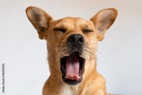 Canvas Print Funny dog yawning