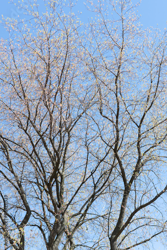 tree branches against the blue sky