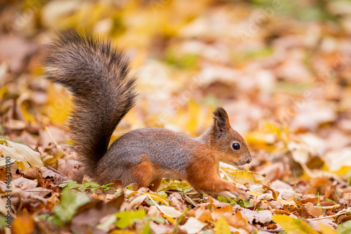 squirrel in autumn   yellow park with fallen leaves  concept autumn nature preparation for winter  redhead little beast in the forest