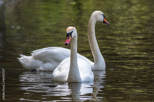 Two graceful white swans swim in the dark water. © Dmitrii Potashkin