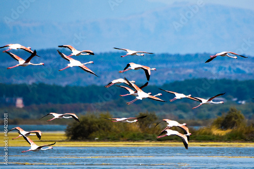 A flock of flamingos in flight photographed in an abandoned salt pans of Ulcinj in Montenegro