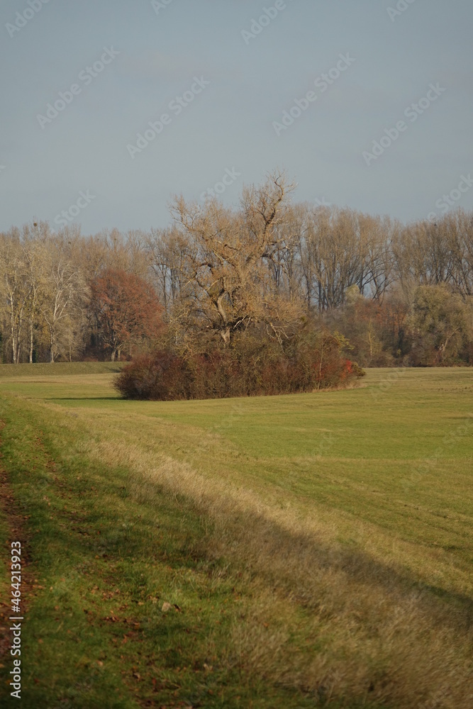 Water protection dike, empty trees and green meadow at Altrhein recreational area Kollerinsel on a sunny autumn day, Brühl, Baden Wurttemberg, Germany