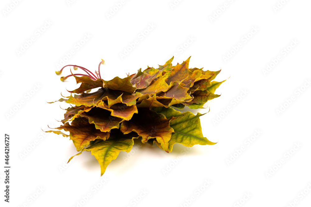 Fototapeta premium Colored autumn maple leaves on a white background.