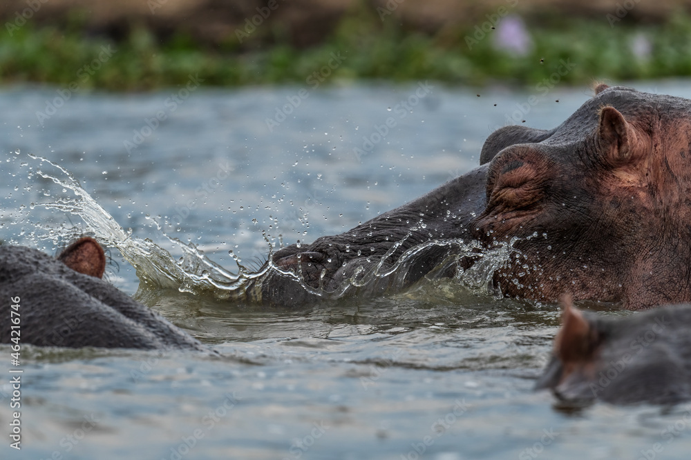 Fototapeta premium Hippopotamus - Hippopotamus amphibius, popular large mammal from African rivers and lakes, Queen Elizabeth National Park, Uganda.