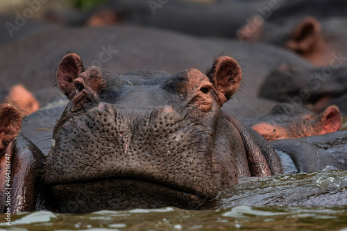 Fotografie, Tablou Hippopotamus - Hippopotamus amphibius, popular large mammal from African rivers and lakes, Queen Elizabeth National Park, Uganda
