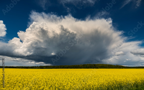 Blossoming rapeseed field and beautiful cumulus clouds above