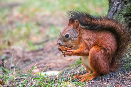 Squirrel in summer with nut on green grass under a big tree © Dmitrii Potashkin