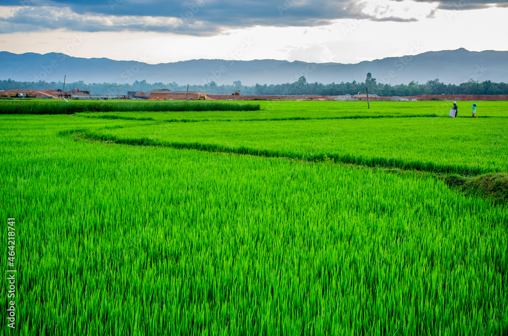 Fototapeta premium green rice field in Binh Dinh, Viet Nam