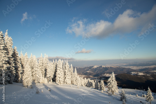 amazing winter landscape with snowy fir trees