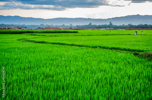 green rice field in Binh Dinh, Viet Nam (ID: 464218741)