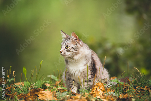 cat in the grass © sundyedie
