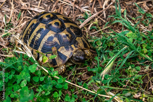 Hermann's tortoise sits among the grass in a meadow in Albania. Wild land Testudo hermanni turtle in natural habitat