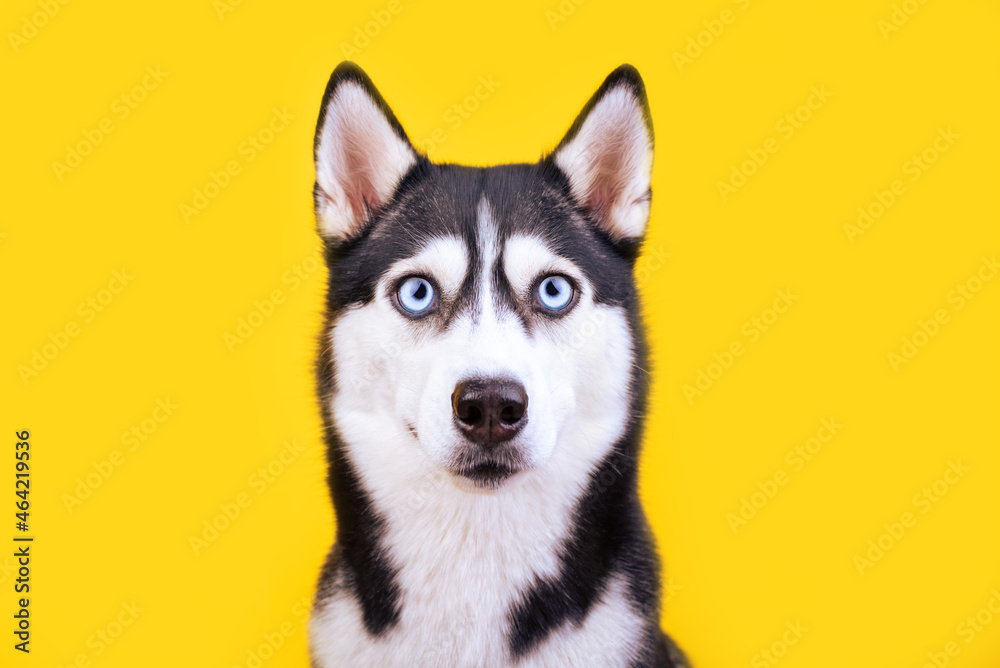 Portrait funny husky dog with big blue eyes on yellow background. Surprise concept