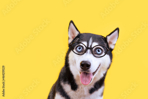 Smiling funny husky dog in glasses on yellow background. Back to school concept
