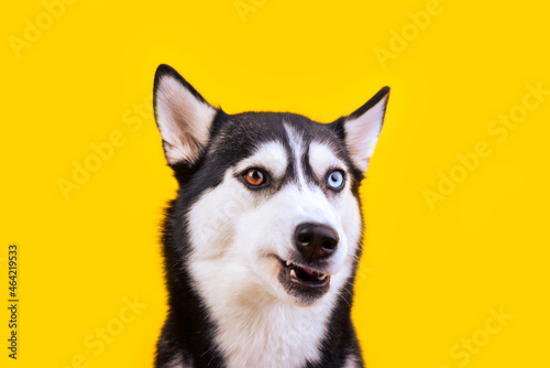 Funny studio portrait of the stupid smiling puppy husky dog on yellow background photo