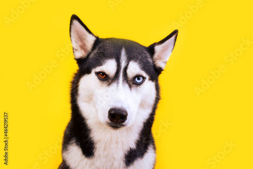 Portrait adorable husky dog with worried face on yellow background. Sad concept