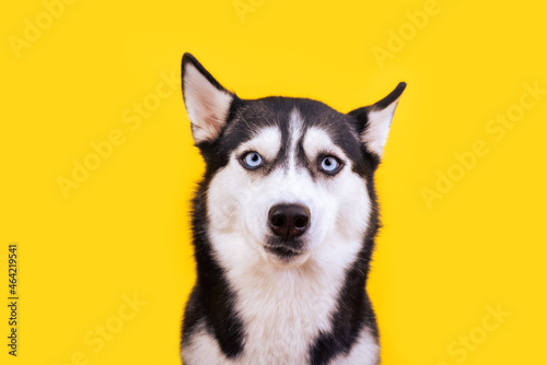 Portrait adorable husky dog with worried face on yellow background. Sad concept