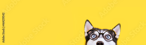 Cute husky dog in glasses looking up. Waiting for delishes concept Banner yellow background