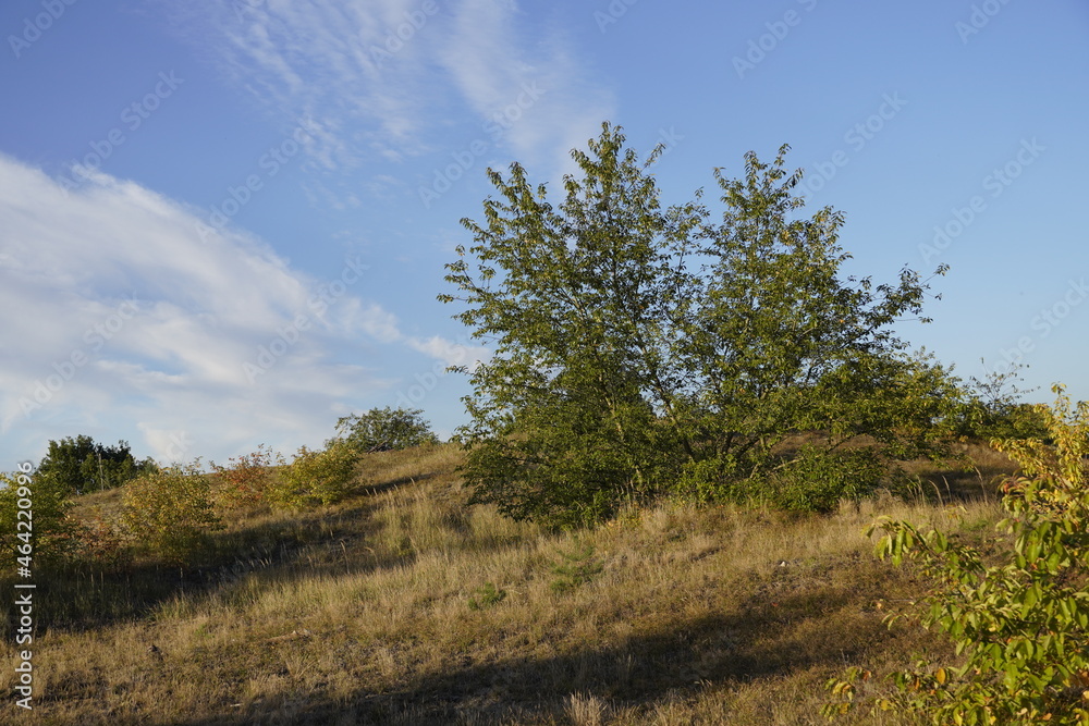 a tree on a hill in the heather in front of blue sky
