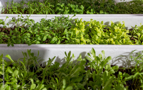 Young green plants in boxes. Home gardening. Care, picking, planting and watering seedlings 