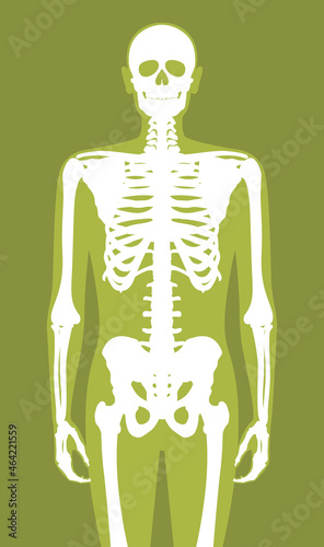 Vector anatomical human body silhouette with skeleton