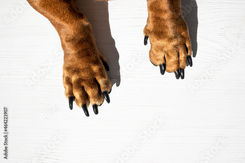 Dog paws on a white wooden background. Top view, close-up. photo