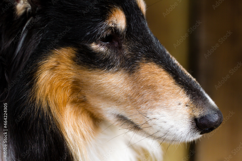 Closeup head shot of a Scotch Collie. Closeup head shot of a Scotch Collie.
