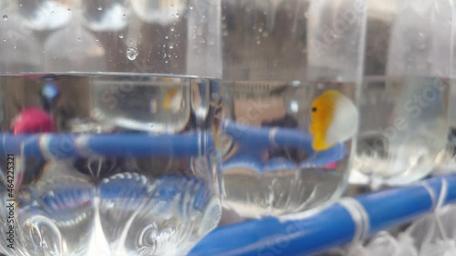 ornamental marine fish in plastic bag at the Bandung ornamental fish market