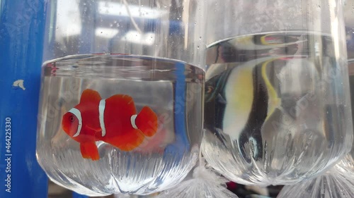 ornamental marine fish in plastic bag at the Bandung ornamental fish market