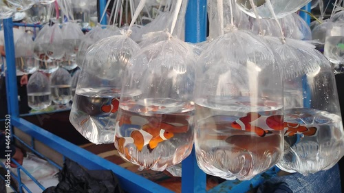 ornamental marine fish in plastic bag at the Bandung ornamental fish market