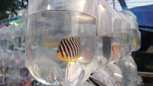 ornamental marine fish in plastic bag at the Bandung ornamental fish market