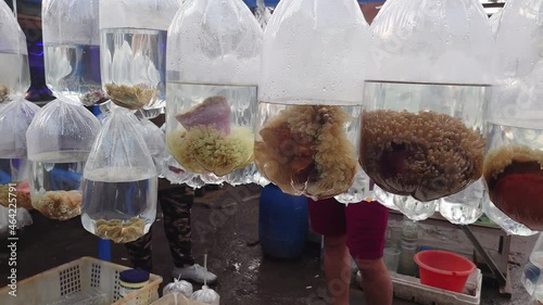 ornamental marine fish in plastic bag at the Bandung ornamental fish market
