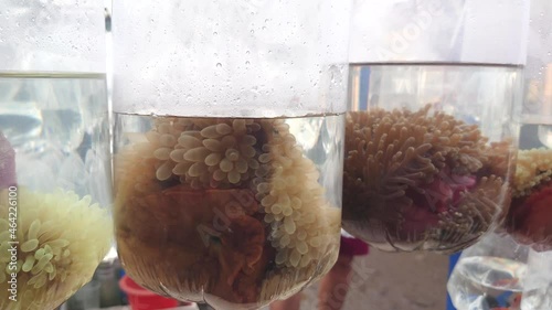 ornamental marine fish in plastic bag at the Bandung ornamental fish market