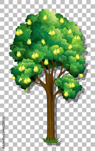 Pear tree on transparent background