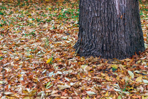fallen leaves at the bottom of the tree
