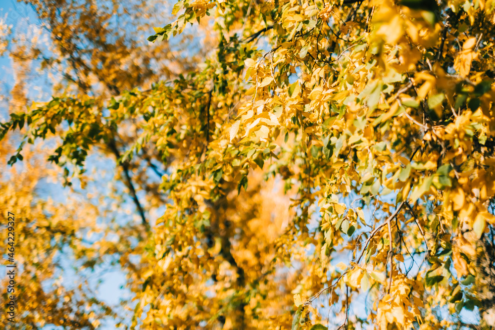 Yellow leaves on a tree in autumn park.