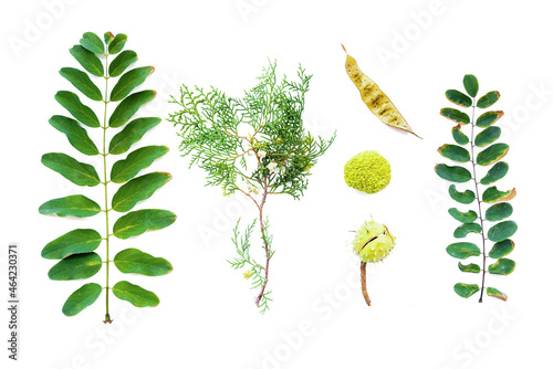 Various green nature object isolated ont he white background. Top view. photo